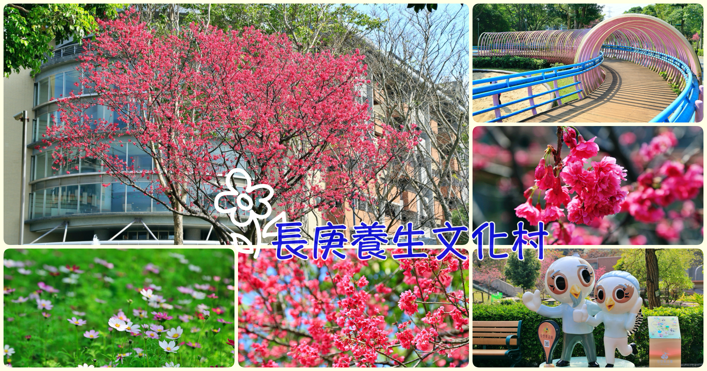 [桃園旅遊]長庚養生文化村櫻花開|樂齡生活村~免費景點賞櫻花．運動場、遊樂場、沙坑