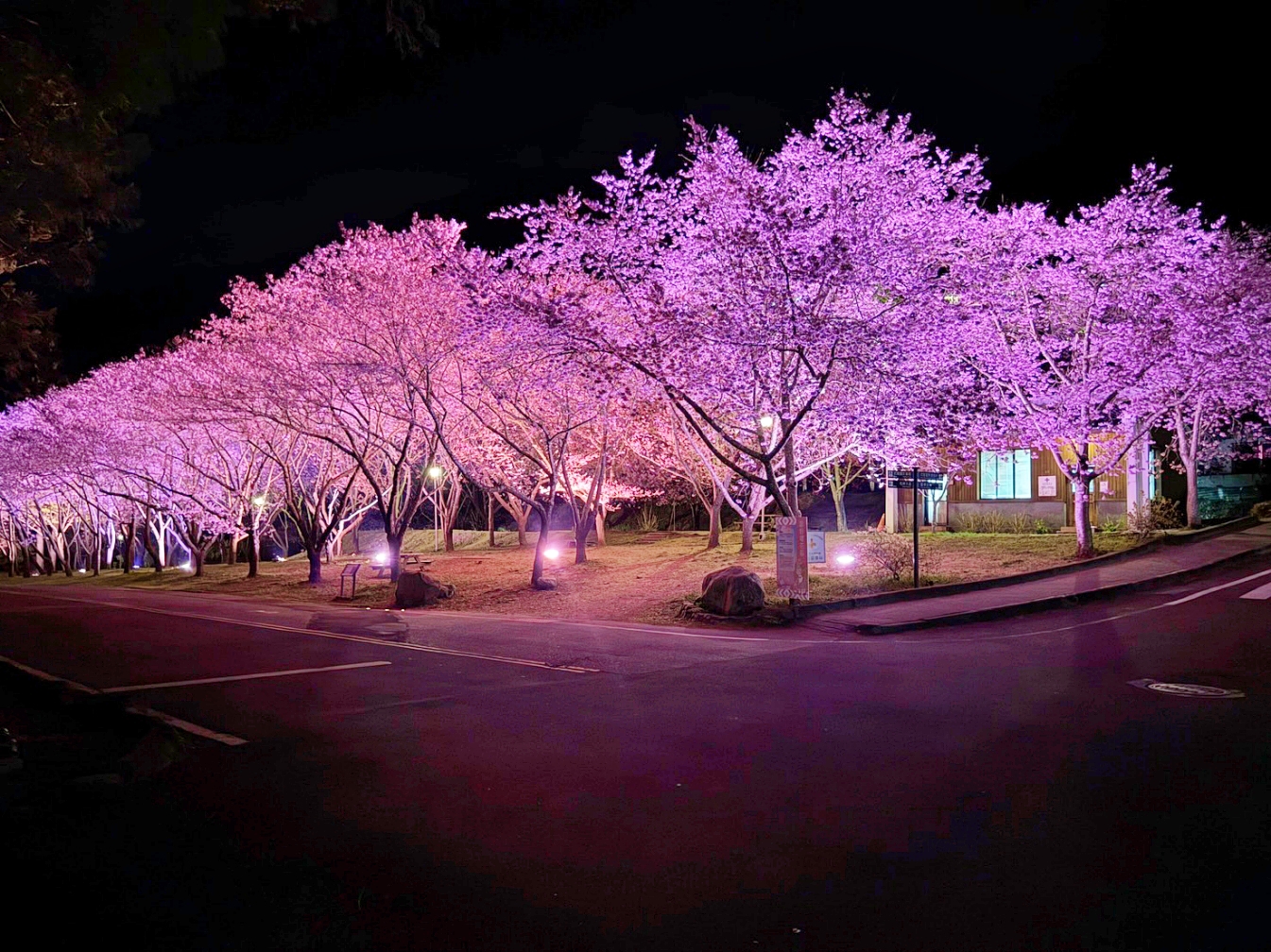 網站近期文章：[台中旅遊]武陵農場櫻花盛開|台灣第一賞櫻花聖地~粉紅佳人美．高山上的粉紅盛事．櫻花雪與雪山水鏡．感受海拔 2000 公尺的極致浪漫