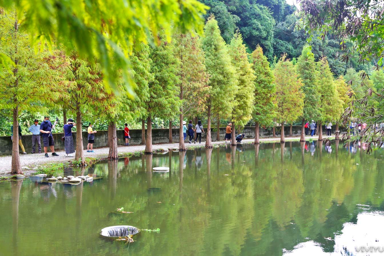 [大溪旅遊]月眉落羽松-月眉人工濕地生態公園~大溪環湖水影倒映落羽松．免門票免停車費適合親子同遊!