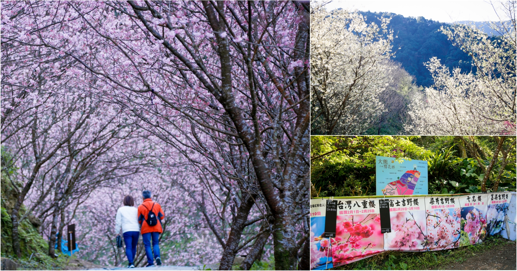 延伸閱讀：[新北旅遊]三峽大熊櫻花林|2024年花況分享、門票收費、交通資訊詳細分享~粉色櫻花林好夢幻