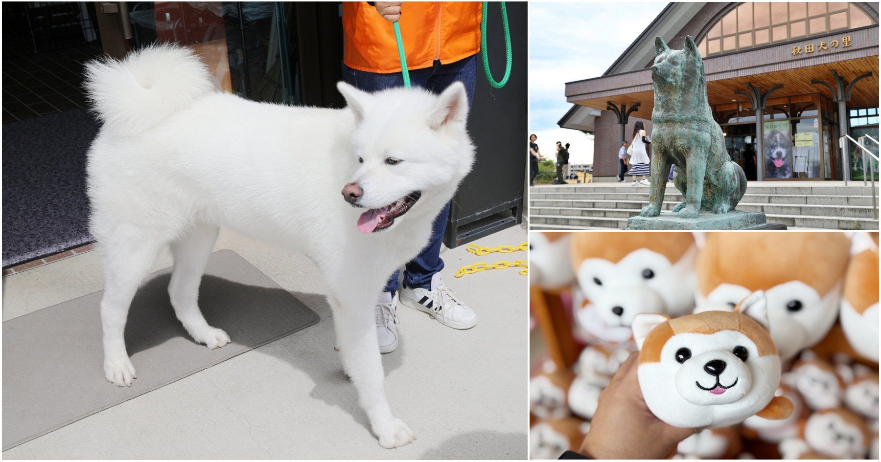 網站近期文章：[秋田大館]秋田犬之里|忠犬八公故鄉~近距離見超萌秋田犬．免費入場景點．犬迷快來報到!