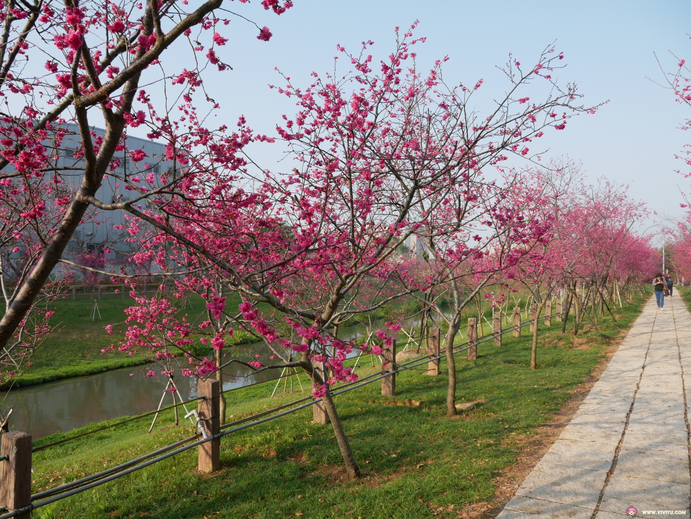 20190228櫻花公園